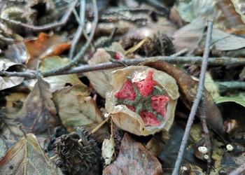 Tintenfischpilz (Clathrus archeri) - © Bernard Wieser